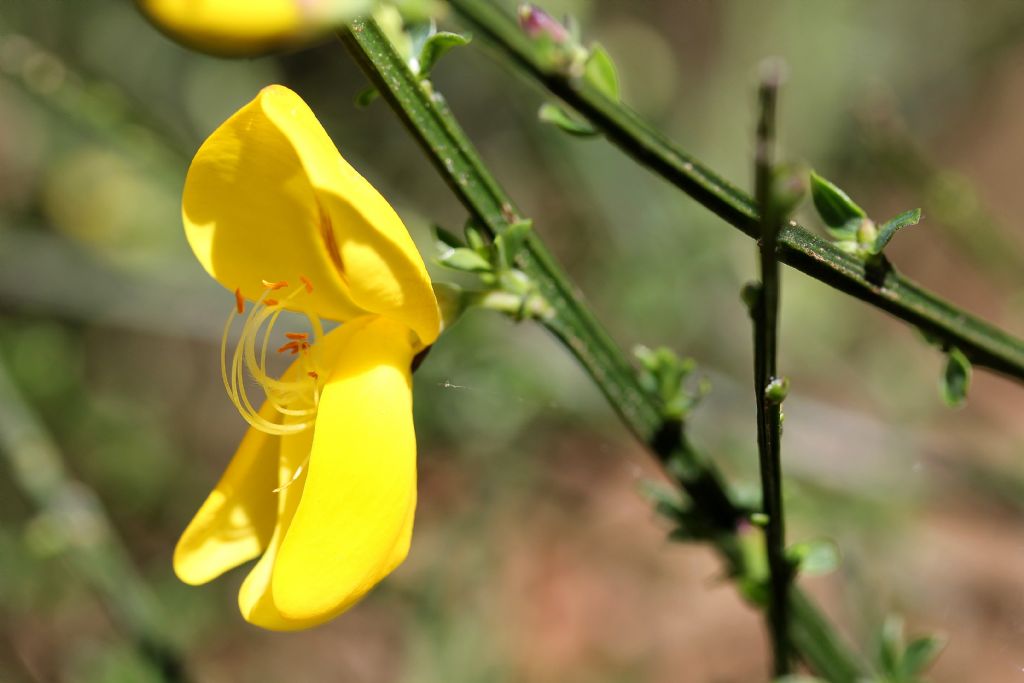 Cytisus scoparius